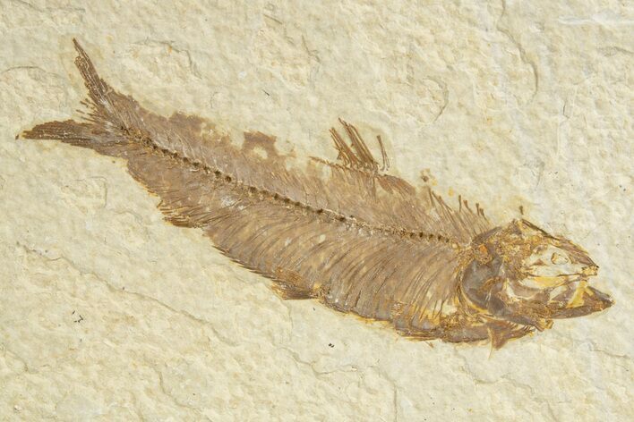Detailed Fossil Fish (Knightia) - Wyoming #318553